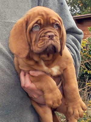 nostalgie de france, elevage de dogues de Bordeaux, chiens de race , Mme Chichkina éleveur de Dogues